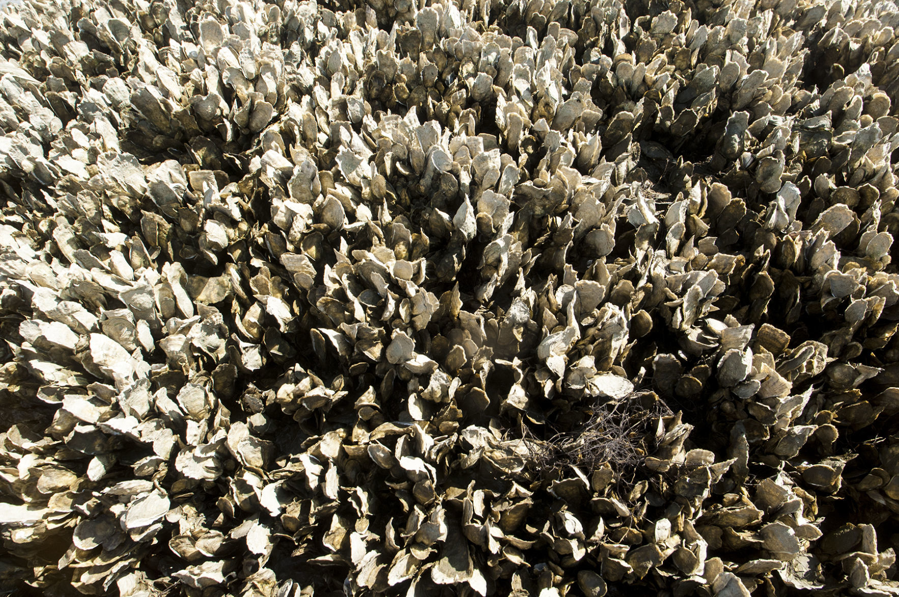 060918_Oysters11.jpg